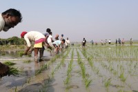 সুনামগঞ্জে-২-লাখ-২৩-হাজার-৪১০-হেক্টর-জমিতে-বোরো-আব