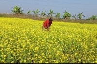 খাগড়াছড়িতে-সরিষা-চাষে-আগ্রহ-বাড়ছে-কৃষকদের