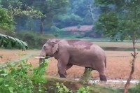 ঘরে-ঢুকে-বন্যহাতির-আক্রমণ,-ঘুমন্ত-শ্রমিক-নিহত